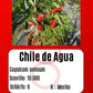 Chile de Agua DER TOMATENFLÜSTERER
