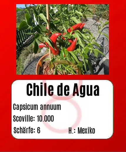 Chile de Agua DER TOMATENFLÜSTERER