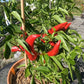 Chile de Agua DER TOMATENFLÜSTERER