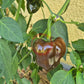 Chile de Onza DER TOMATENFLÜSTERER