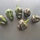 Chile de Onza DER TOMATENFLÜSTERER