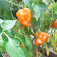 Chilhuacle Amarillo DER TOMATENFLÜSTERER