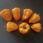 Chilhuacle Amarillo DER TOMATENFLÜSTERER