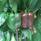 Chocolate Beauty DER TOMATENFLÜSTERER