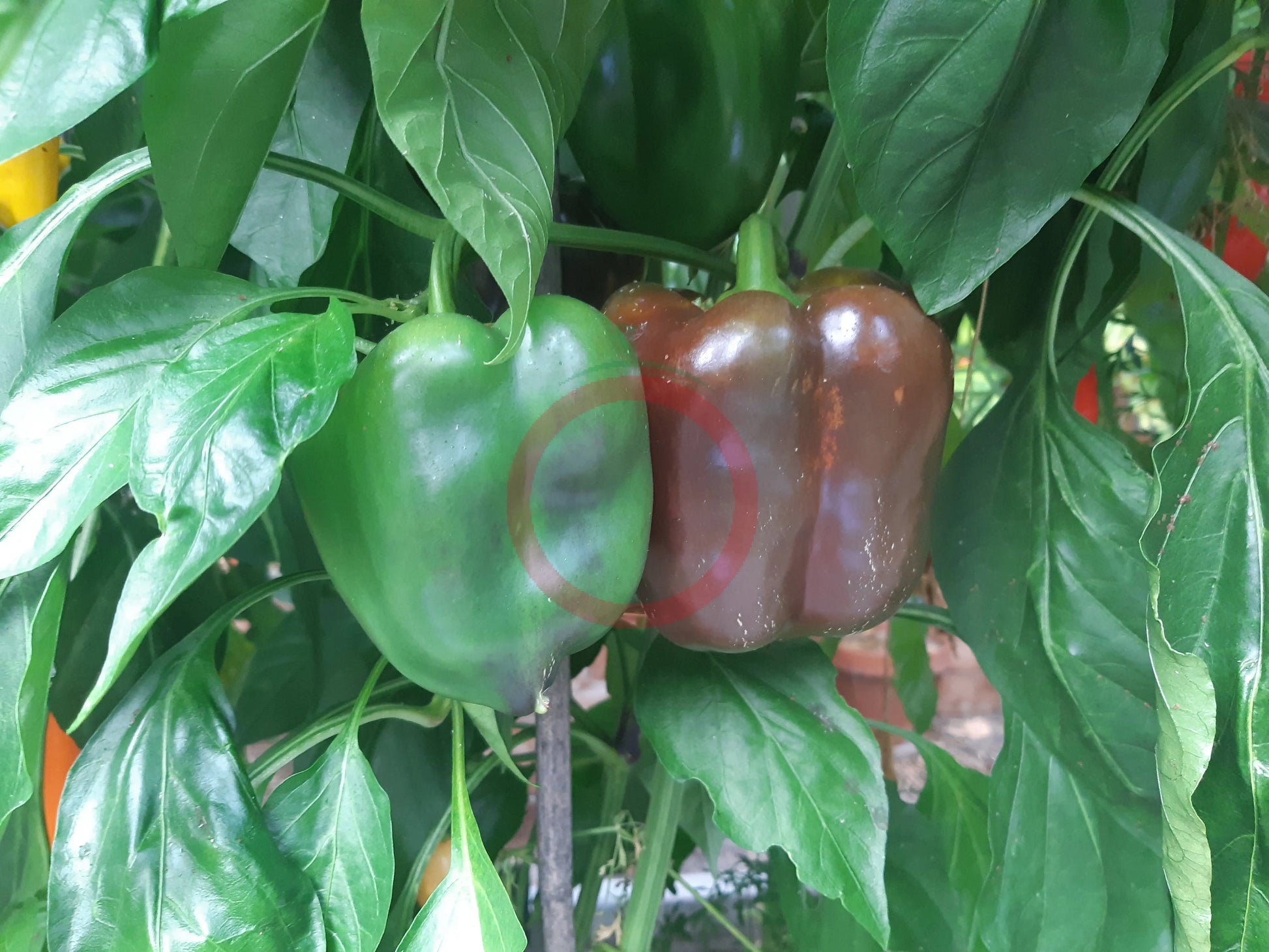 Chocolate Beauty DER TOMATENFLÜSTERER