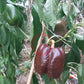 Chocolate Beauty DER TOMATENFLÜSTERER