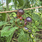 Chocolate Gift DER TOMATENFLÜSTERER