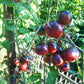 Chocolate Gift DER TOMATENFLÜSTERER