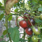 Chocolate Gift DER TOMATENFLÜSTERER