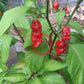 Chuck Norris Moruga Scorpion DER TOMATENFLÜSTERER