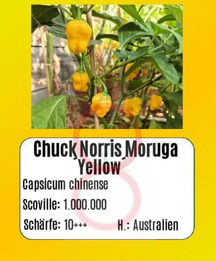 Chuck Norris Moruga ´Yellow´ DER TOMATENFLÜSTERER