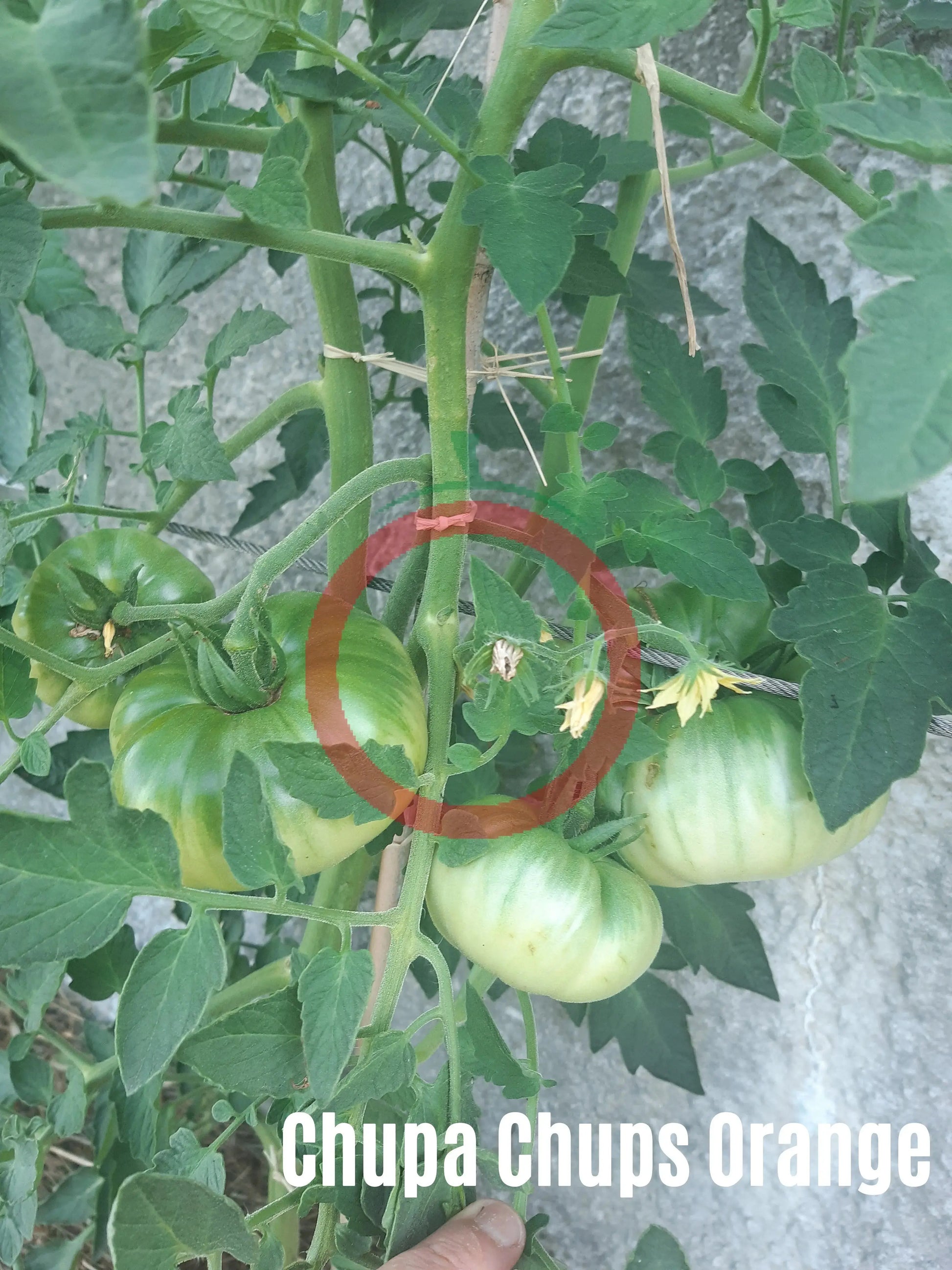 Chupa Chups Orange DER TOMATENFLÜSTERER