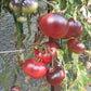 Chupa Chups Red DER TOMATENFLÜSTERER