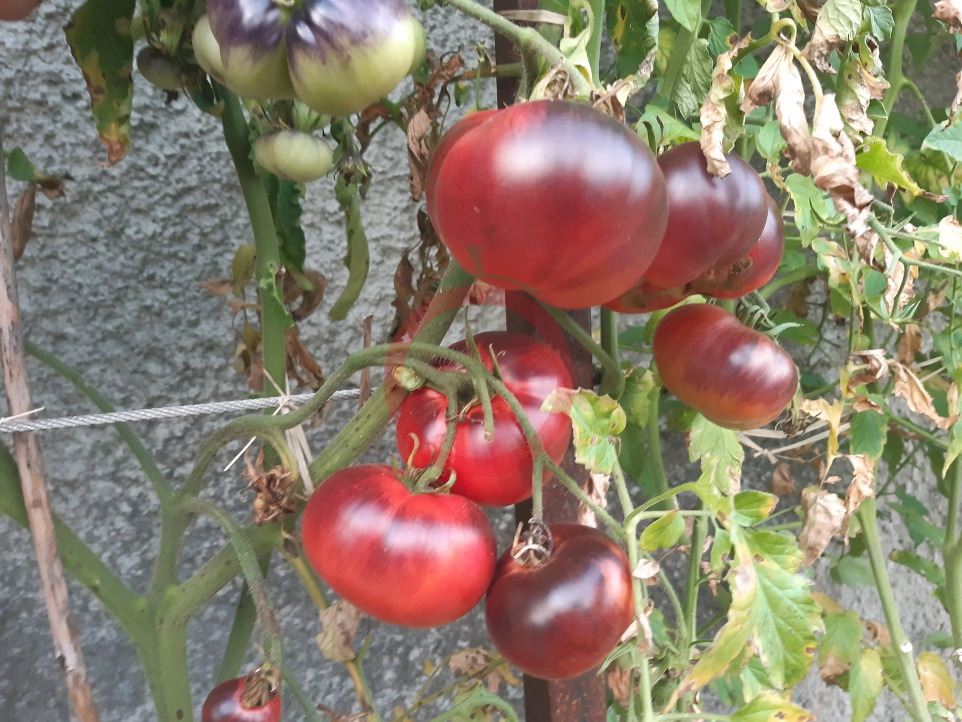 Chupa Chups Red DER TOMATENFLÜSTERER
