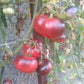 Chupa Chups Red DER TOMATENFLÜSTERER