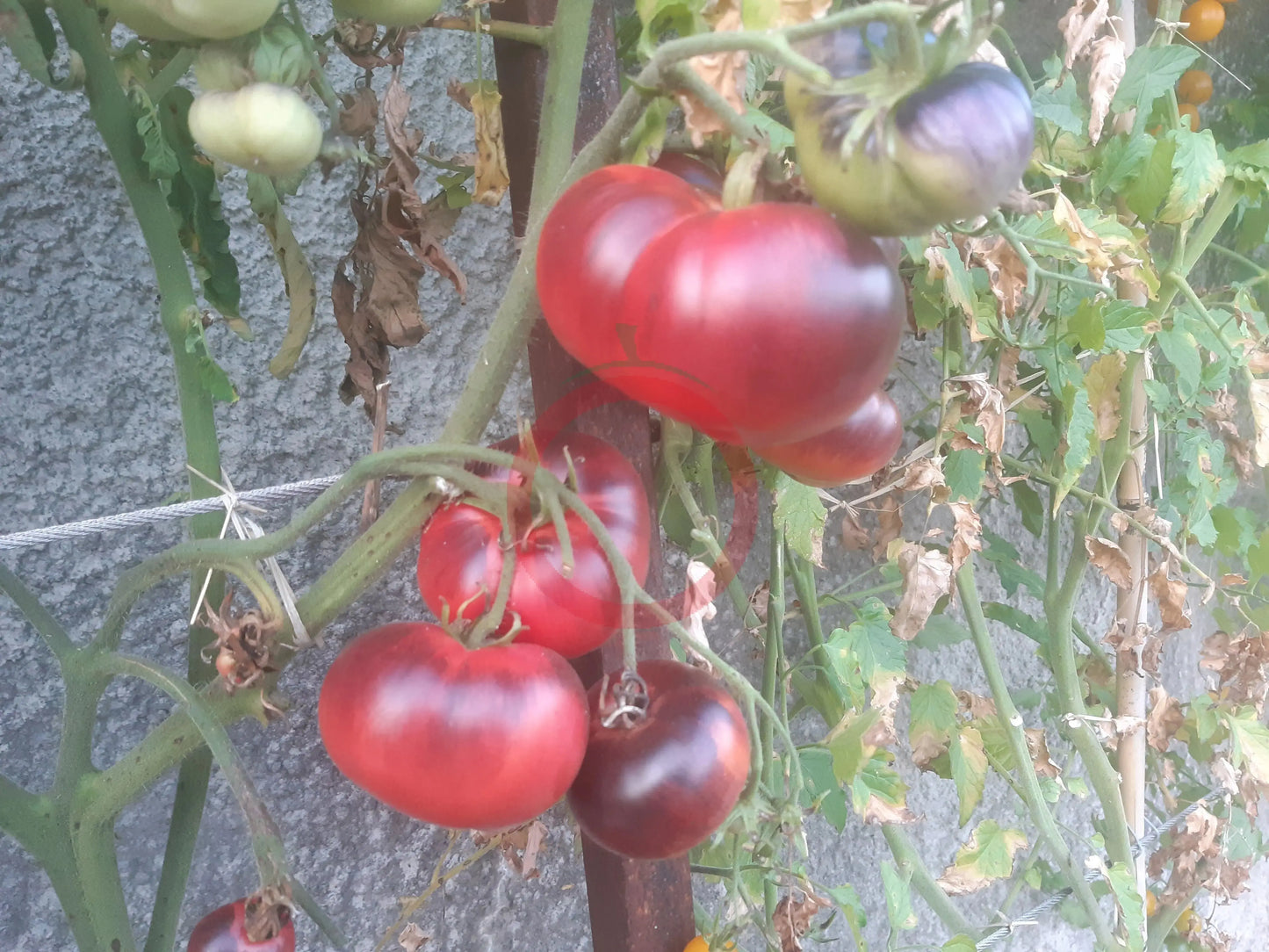 Chupa Chups Red DER TOMATENFLÜSTERER