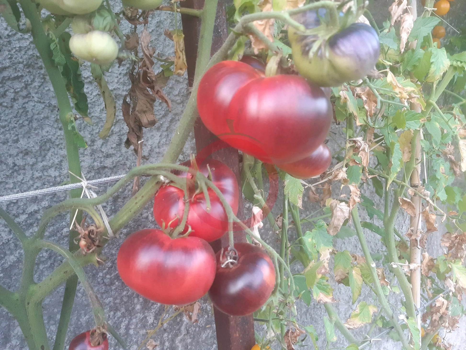 Chupa Chups Red DER TOMATENFLÜSTERER