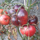 Chupa Chups Rose DER TOMATENFLÜSTERER