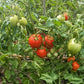 Chuxa de Braga DER TOMATENFLÜSTERER