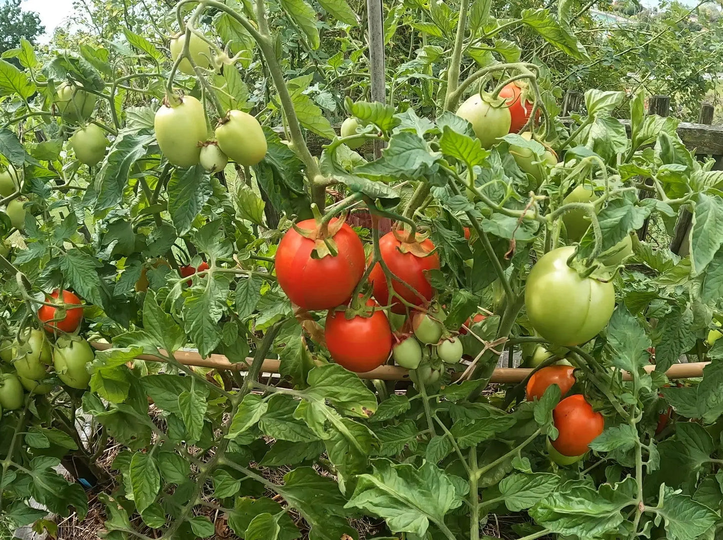 Chuxa de Braga DER TOMATENFLÜSTERER