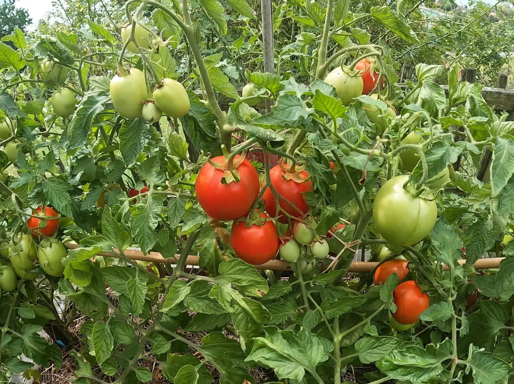 Chuxa de Braga DER TOMATENFLÜSTERER