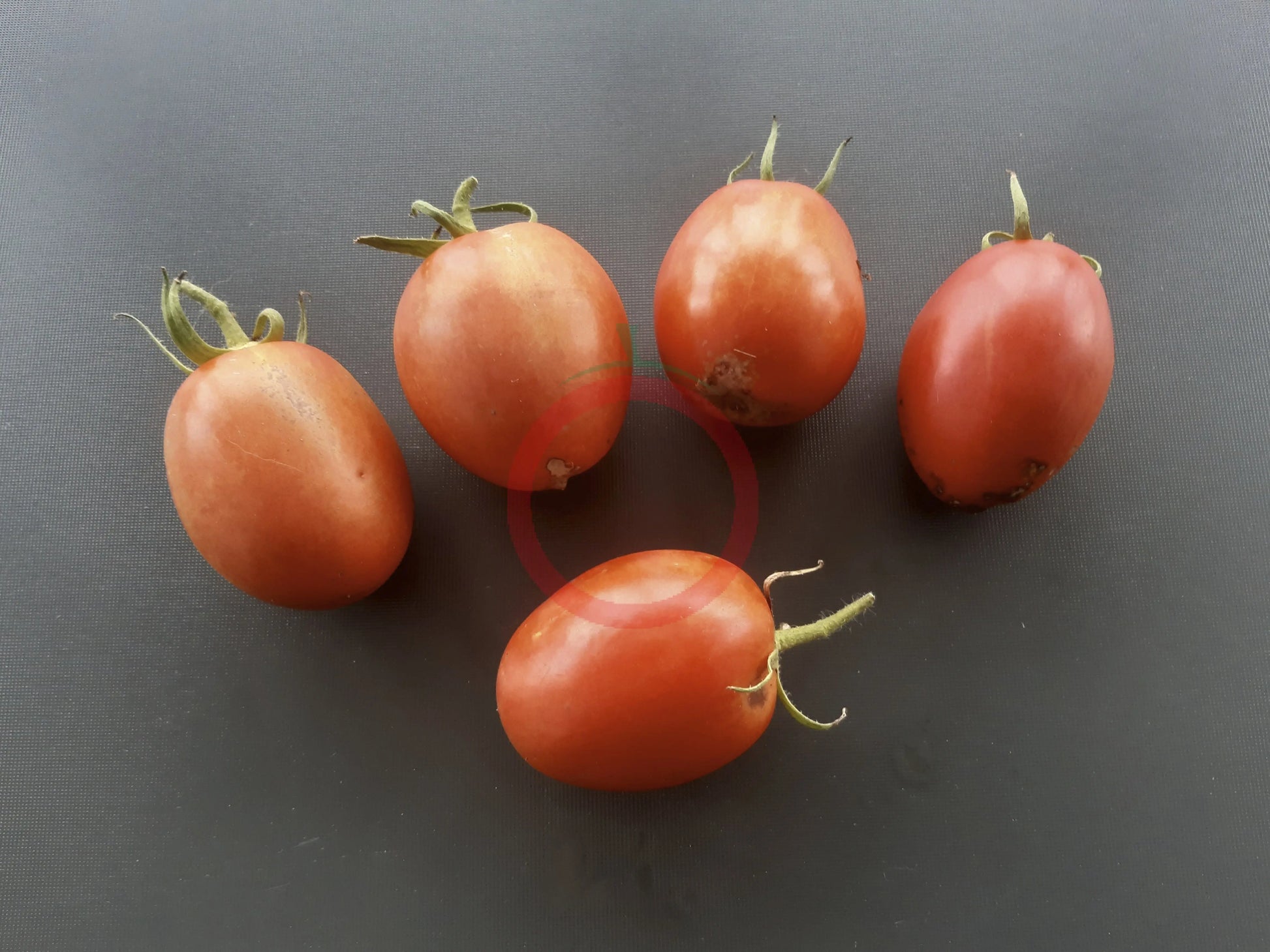 Chuxa de Braga DER TOMATENFLÜSTERER