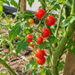 Ciudad Victoria DER TOMATENFLÜSTERER