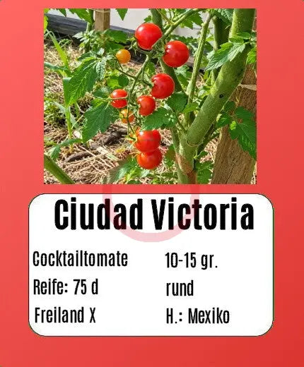 Ciudad Victoria DER TOMATENFLÜSTERER