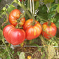 Coeur de Boeuf de Chancy DER TOMATENFLÜSTERER