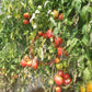 Coeur de Boeuf de Chancy DER TOMATENFLÜSTERER