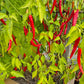 Cola de Rata DER TOMATENFLÜSTERER