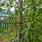 Cola de Rata DER TOMATENFLÜSTERER