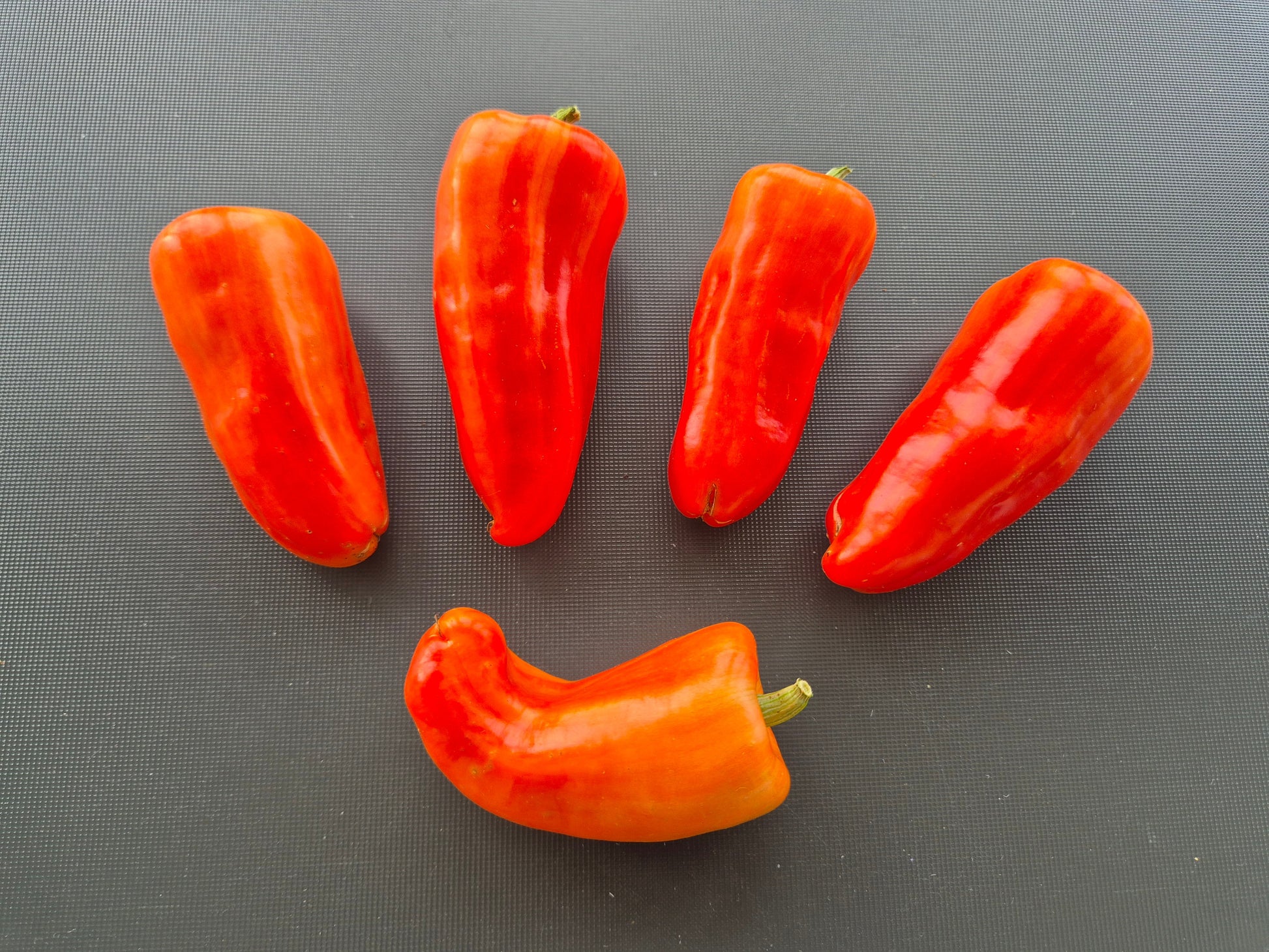 Confetti 2024 DER TOMATENFLÜSTERER