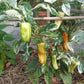 Confetti Typ 1 DER TOMATENFLÜSTERER
