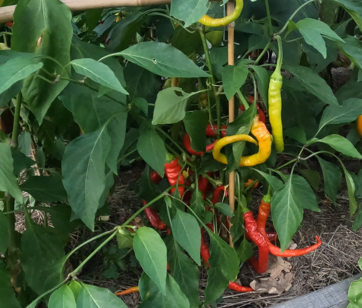 Corbaci DER TOMATENFLÜSTERER