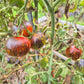 Cosmos DER TOMATENFLÜSTERER
