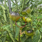 Cosmos DER TOMATENFLÜSTERER