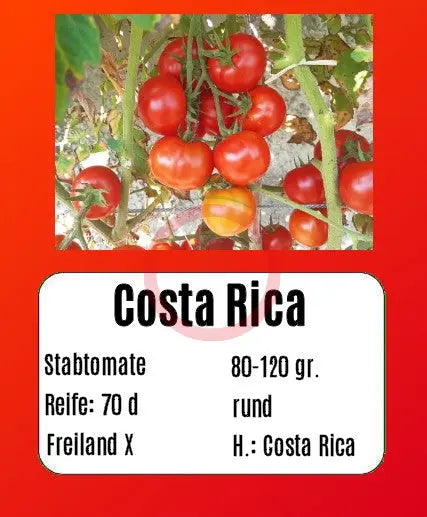 Costa Rica DER TOMATENFLÜSTERER
