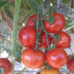 Costa Rica DER TOMATENFLÜSTERER