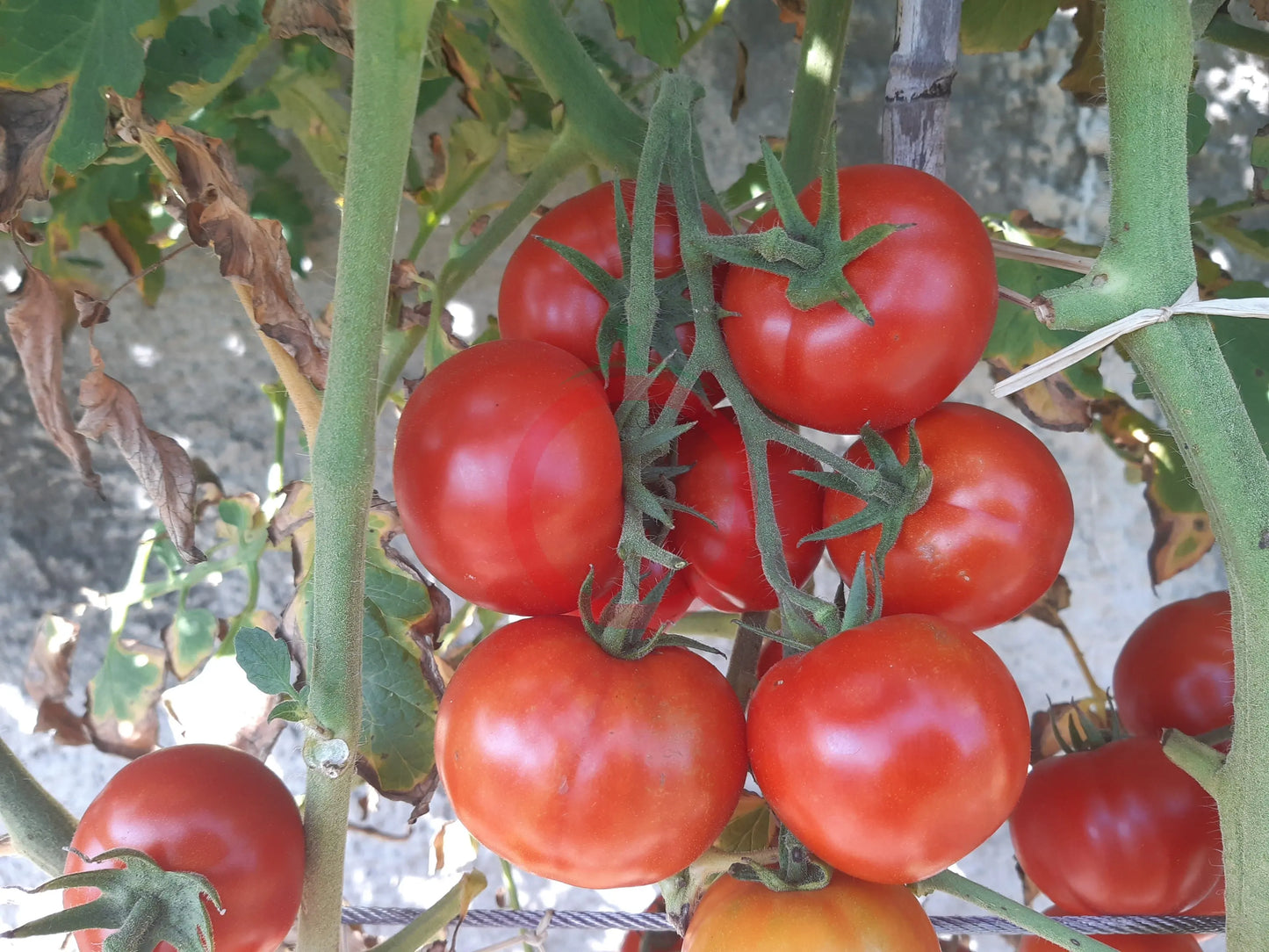 Costa Rica DER TOMATENFLÜSTERER