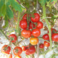 Costa Rica DER TOMATENFLÜSTERER