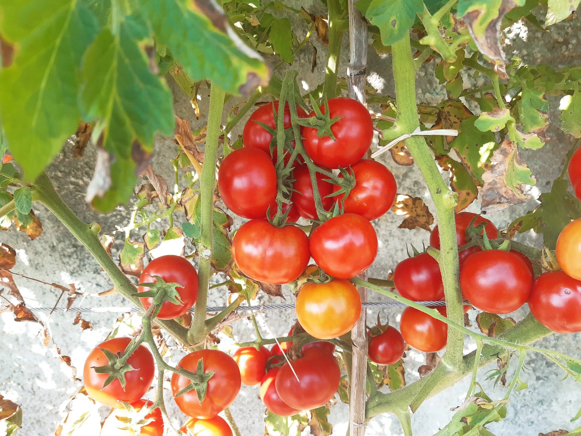 Costa Rica DER TOMATENFLÜSTERER