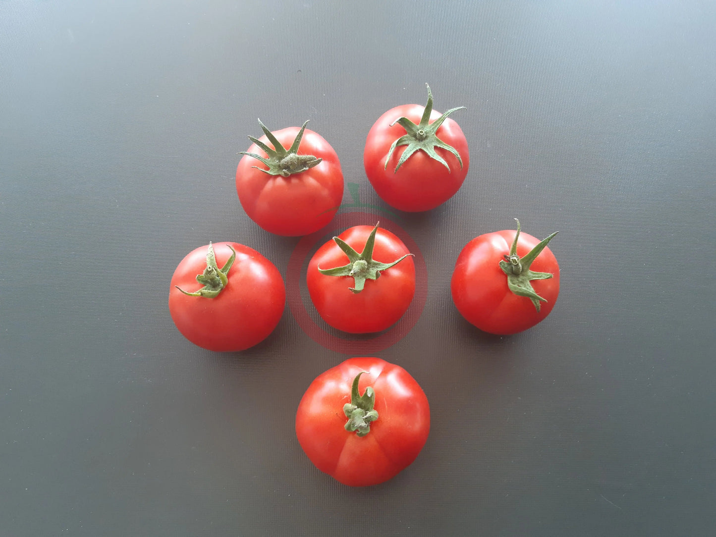 Costa Rica DER TOMATENFLÜSTERER