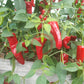 Costeno Rojo DER TOMATENFLÜSTERER