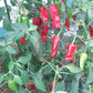Costeno Rojo DER TOMATENFLÜSTERER