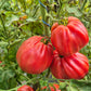 Costoluto Colli Euganei DER TOMATENFLÜSTERER