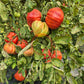 Costoluto Colli Euganei DER TOMATENFLÜSTERER