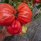 Costoluto Colli Euganei DER TOMATENFLÜSTERER
