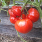 Costoluto di Castellamonte DER TOMATENFLÜSTERER