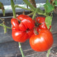 Costoluto di Castellamonte DER TOMATENFLÜSTERER